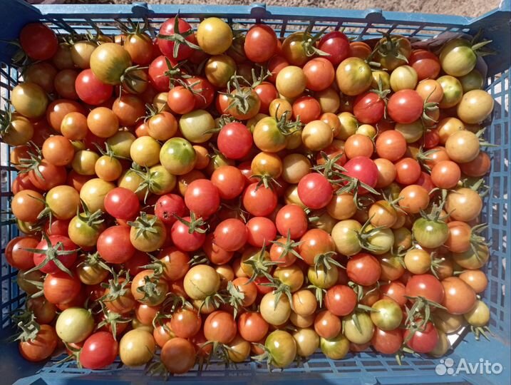 Баклажаны, помидоры, картофель, огурцы, кабачки