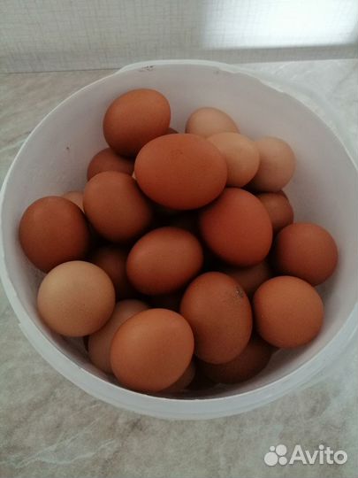 Домашние куриные яйца, вкусные