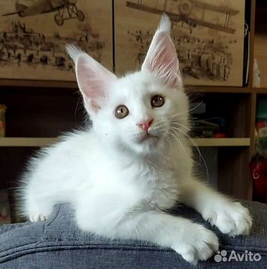 Котята мейн-кун