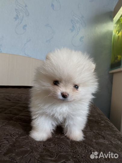 Померанский шпиц мини