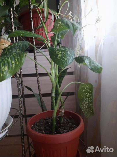 Диффенбахия