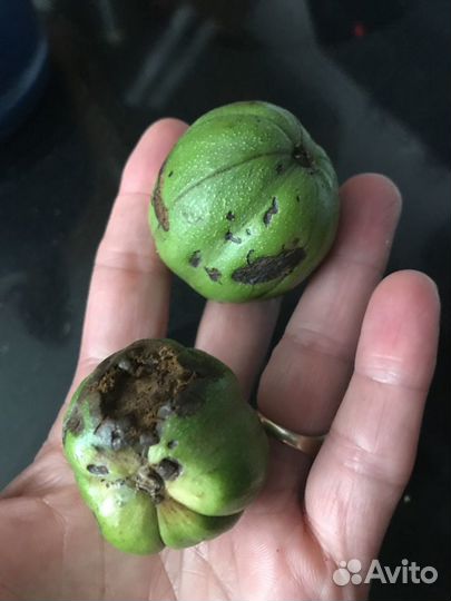 Орех Гикори, Кария овальная саженцы