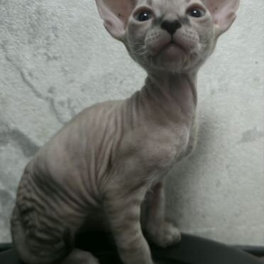 Донской сфинкс котёнок