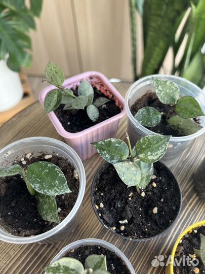 Хойя Кримсон Квин Сильвер (укорененные черенки)