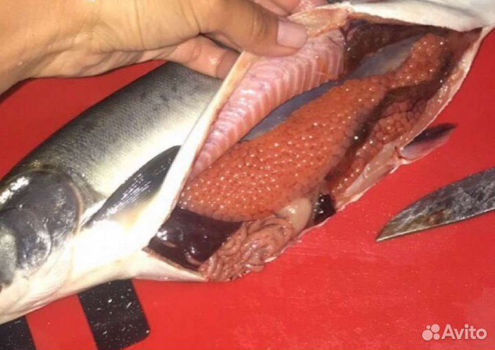 Горбуша Н/П охлажденка. Ожидается (улов 2023)