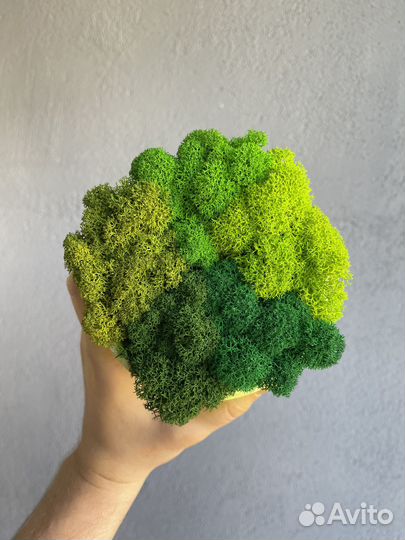 Стабилизированный мох, 1 кг, цвет Изумрудный