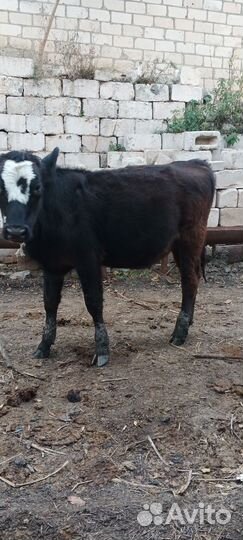 Корова телята и бычки