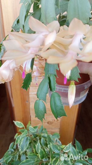 Декабрист шлюмбергера желтый и белый