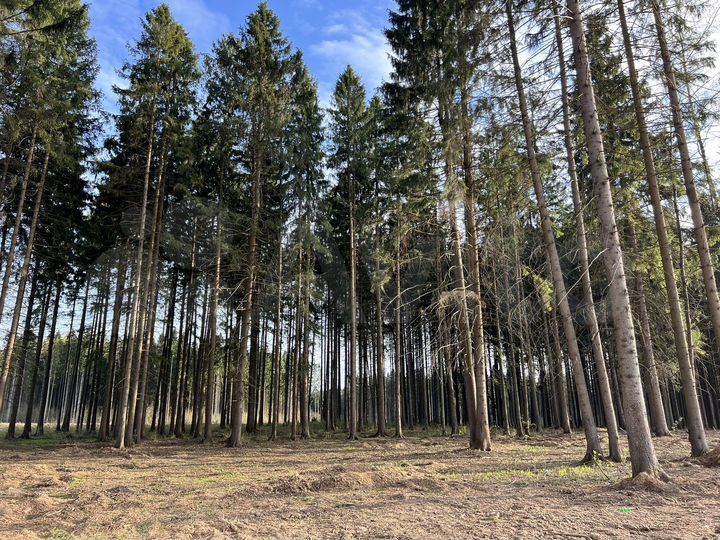 Участок 6 сот. (ИЖС)