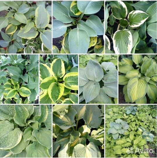 Лилейники, пионы, ирисы, флоксы