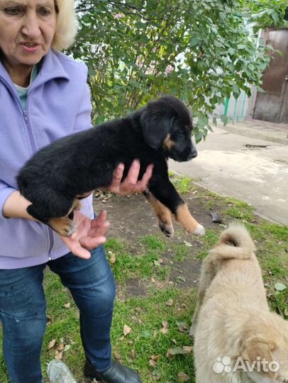 Собака в добрые руки щенок