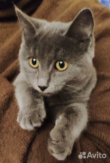 Котёнок бобтейл