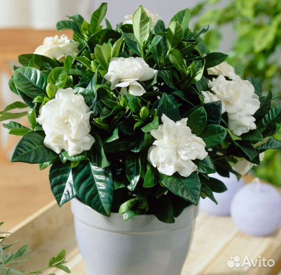 Гардения жасминовидная