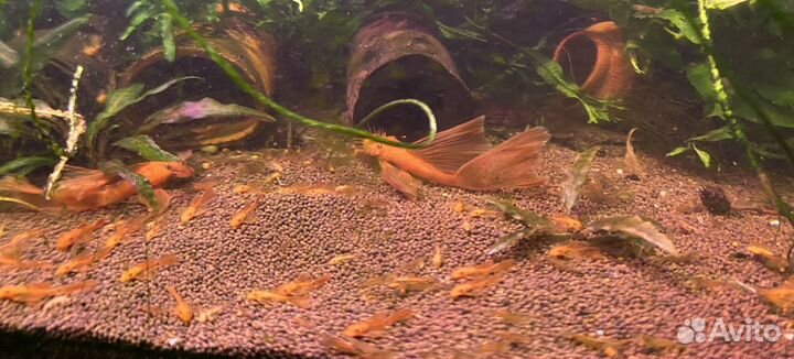 Анциструс вуалевый супер ред