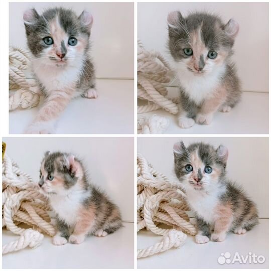 Эльф котята