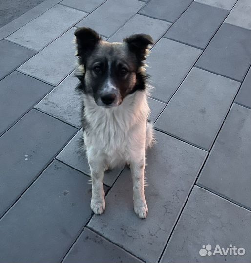 Собака в добрые руки