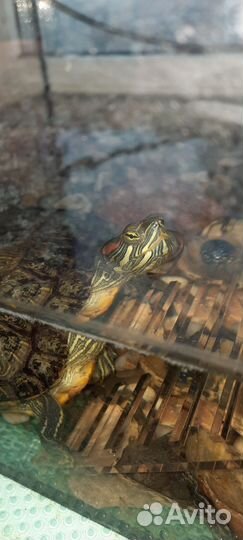 Красноухая черепаха бесплатно