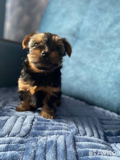 Йоркширский терьер