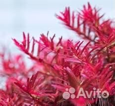 Аквариумные растения