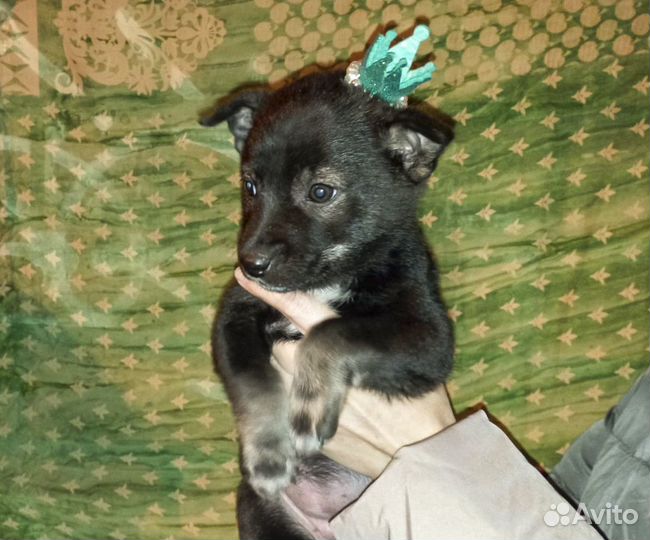 Сандра - щенок-девочка в дар