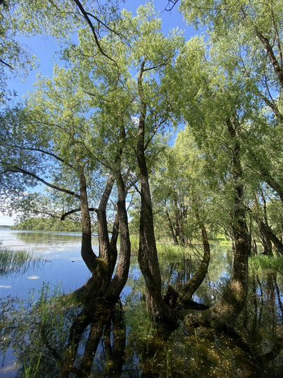 Участок 15 сот. (ИЖС)