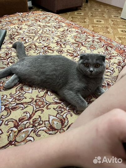 Британская вислоухая кошка