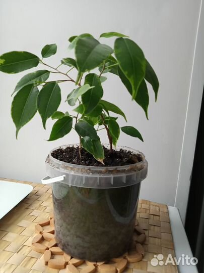 Фикус Бенджамина