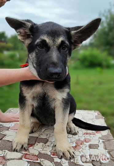 Восточноевропейская овчарка