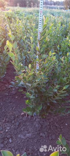 Кизильник блестящий