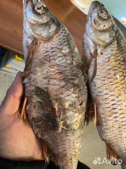 Рыба свежемороженая на корм животным