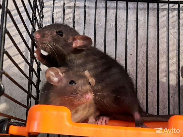 Крысята Дамбо. Крысы Chocolate Black. Питомник