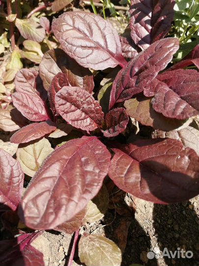 Живучка ползучая