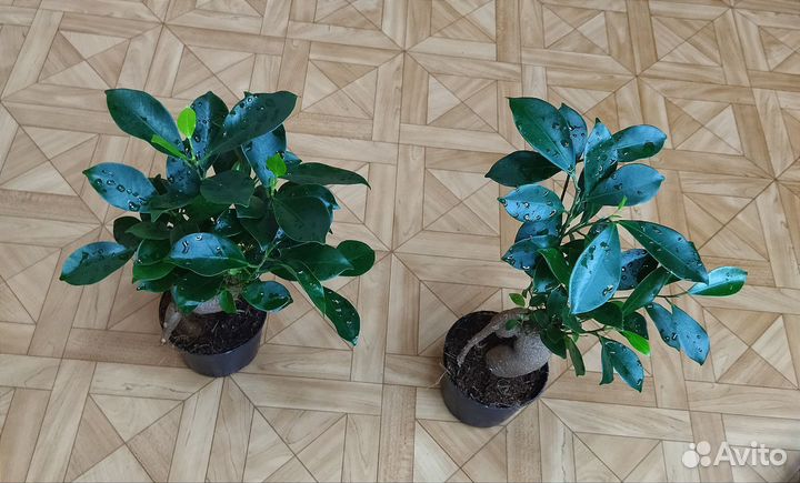 Фикус Микрокарпа Гинсенг /Ficus microcarpa ginseng
