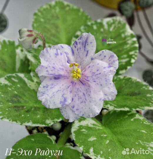 Сортовые фиалки