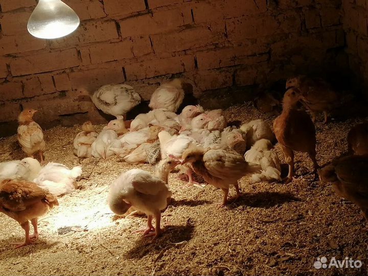 Птица и Корма Павлоградка и Омская область