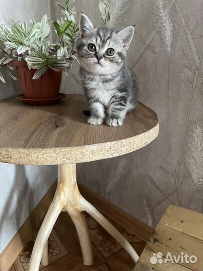 Продам котят