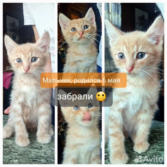 Котята в добрые руки