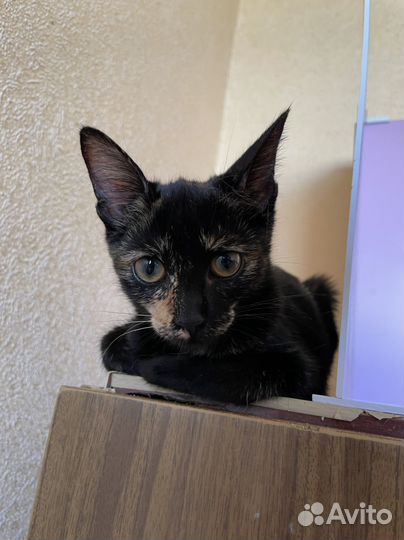 Чепепаховая девочка котенок