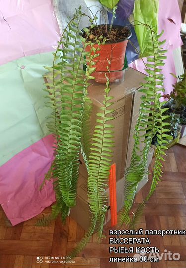 Папоротник нефролепис биссерата