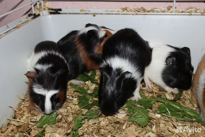 Морские свинки