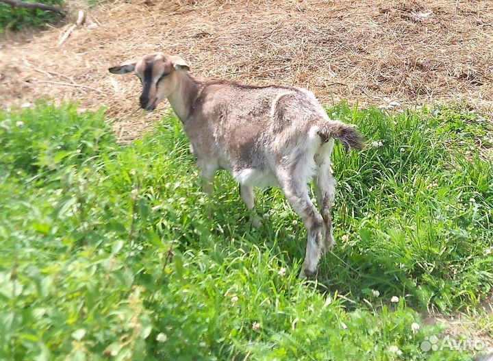 Коза и козлик