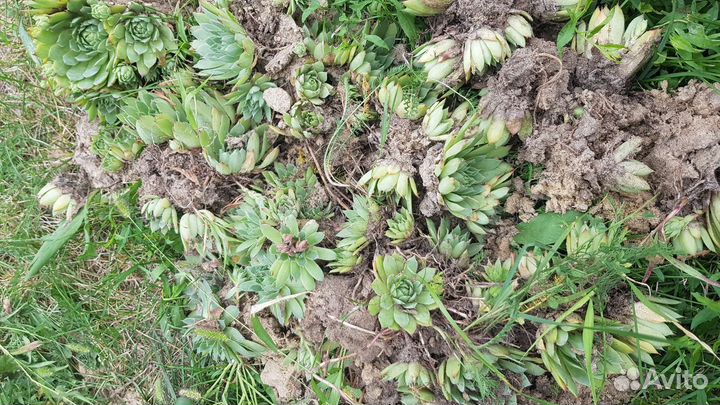 Молодило каменная роза