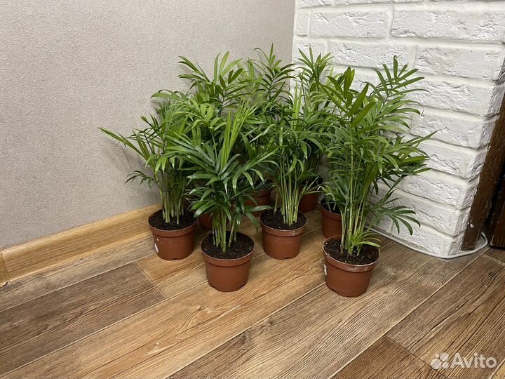 Пальма хамедорея комнатные цветы