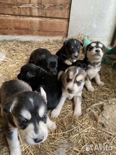 Собака дворовая