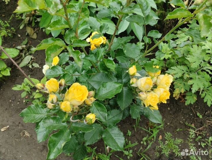 Магония падуболистная желтая