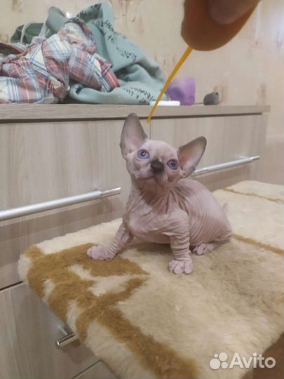 Канадский сфинкс