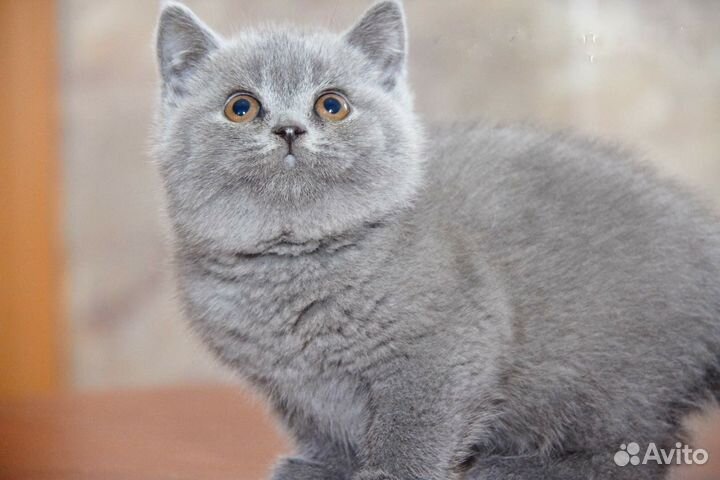 Британские котята