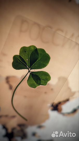 Клевер пятилистный