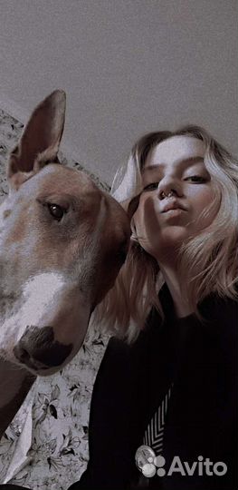 Выгул собак