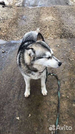 Хаски в добрые руки